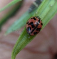 Cheilomenes sexmaculata-29