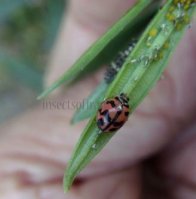 Cheilomenes sexmaculata-30
