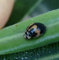 Cheilomenes sexmaculata-31