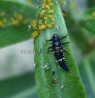 Cheilomenes sexmaculata-32