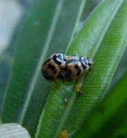 Cheilomenes sexmaculata-33