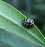 Cheilomenes sexmaculata-35