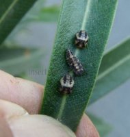 Cheilomenes sexmaculata-36