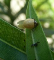 Cheilomenes sexmaculata-37