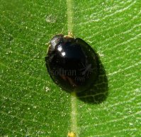 Cheilomenes sexmaculata-38