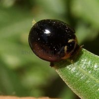 Cheilomenes sexmaculata-39