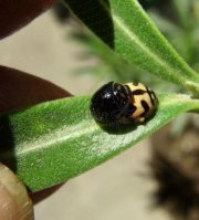 Cheilomenes sexmaculata-41
