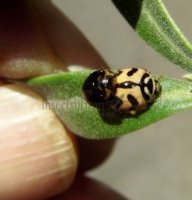 Cheilomenes sexmaculata-42