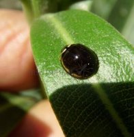 Cheilomenes sexmaculata-43