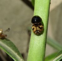 Cheilomenes sexmaculata-45
