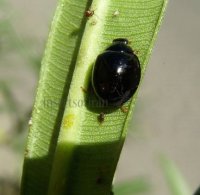 Cheilomenes sexmaculata-46