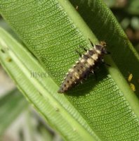 Cheilomenes sexmaculata-47