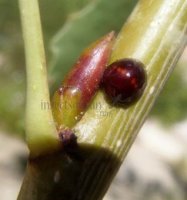 Chilocorus bipustulatu s-1