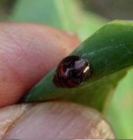 Chilocorus bipustulatus -2