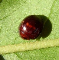 Beetles-Coccinellidae