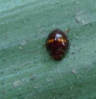 Chilocorus bipustulatus-5