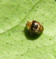 Clitostethus arcuatus-1