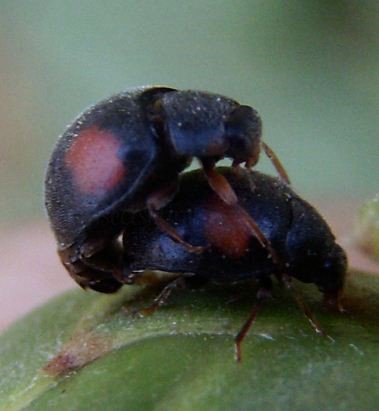 Scymnus interruptus-2