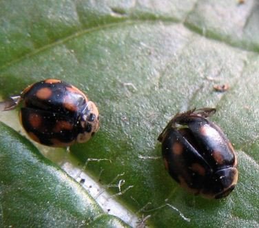 Adalia decempunctata -37
