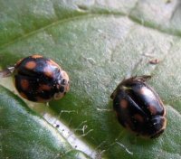 Adalia decempunctata -37
