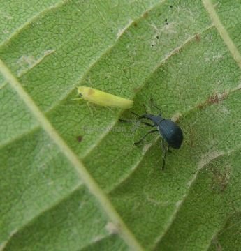 Aspidapion aeneum  