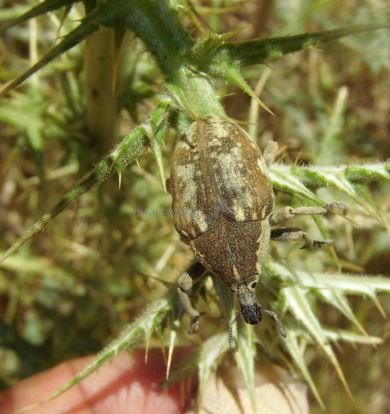 Larinus onopordi  