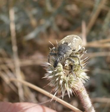 Larinus onopordi  