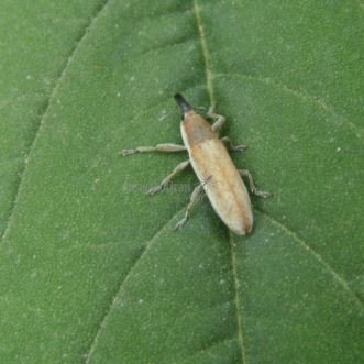 Lixus  repletus  