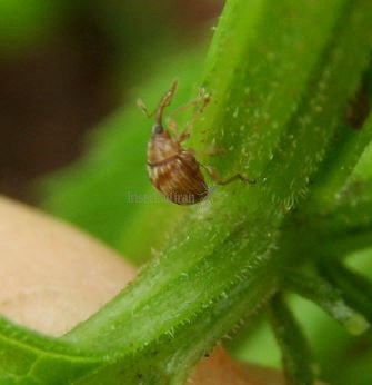 Nanophyes marmoratus