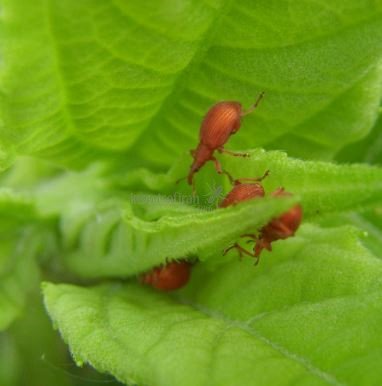 Apion miniatum