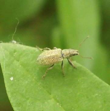 Phyllobius thalassinus