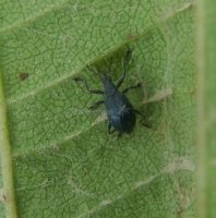 Aspidapion aeneum  