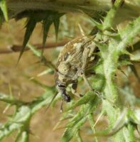 Larinus onopordi 