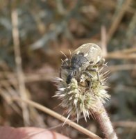 Larinus onopordi  