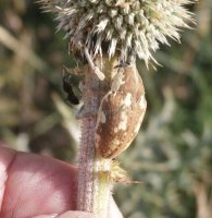 Larinus onopordi 