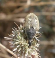Larinus onopordi- 