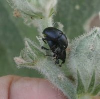 Liparus-coronatus 