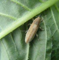 Lixus  repletus