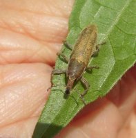 Lixus fasciculatus