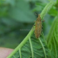 Lixus filiformis 
