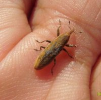 Lixus pulverulentus 