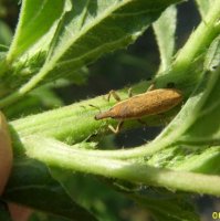 Lixus pulverulentus  