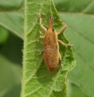 Lixus pulverulentus  