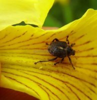 Mononychus punctumalbum  