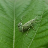 Myllocerus posti 