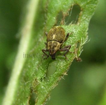 Curculionidae-5