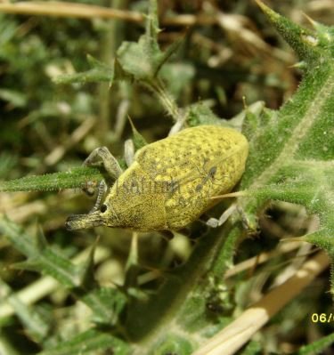 Larinus latus-6