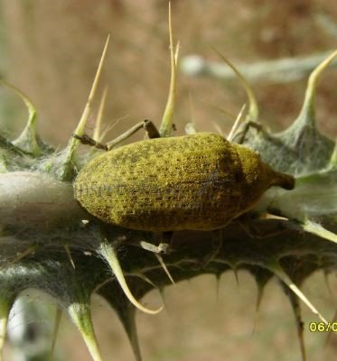 Larinus latus-7