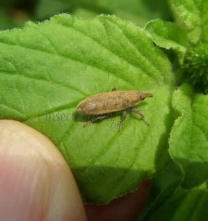 Lixus bardanae -9