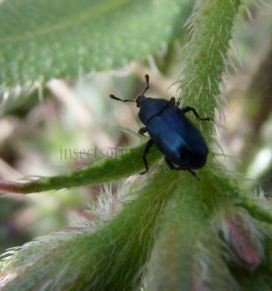 Melanobaris laticollis -2